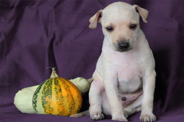 Italian Greyhound colors