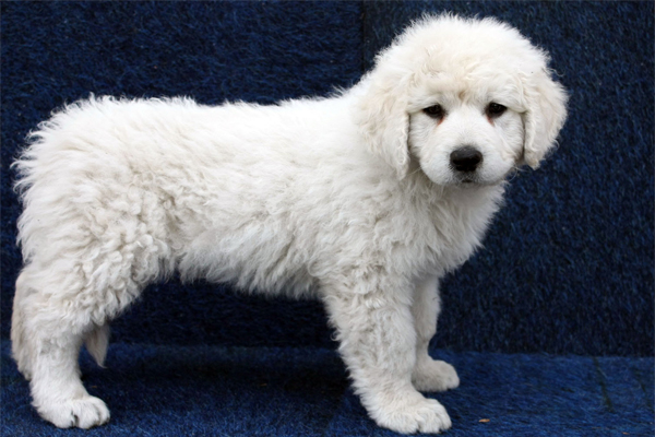 Kuvasz colors