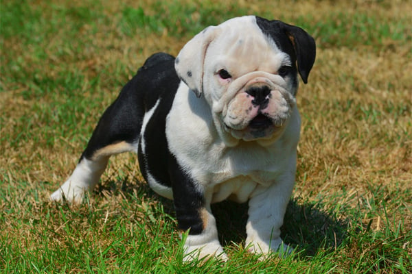 White with Markings Miniature English Bulldog Puppy picture