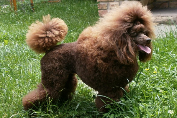 Miniature Poodle colors