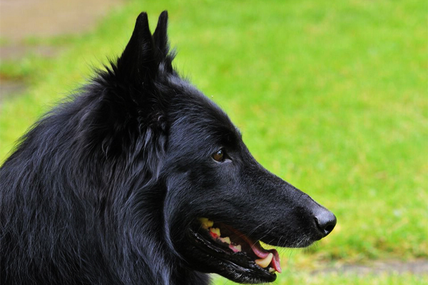 Groenandael Belgian Shepherd colors