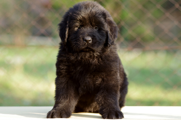 Black Newfoundland Puppy picture