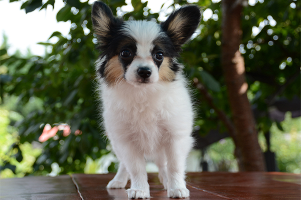 Papillon colores