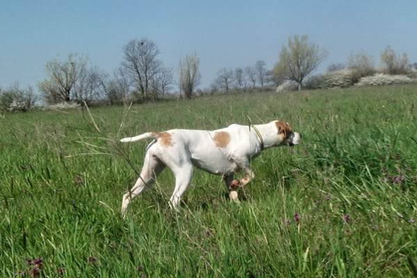 White with markings Pointer picture
