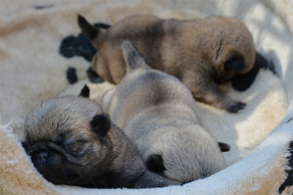 Pug colors