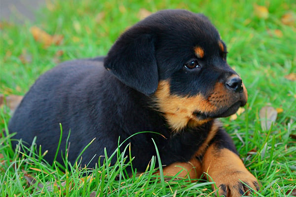 Black and Tan Rottweiler Puppy image