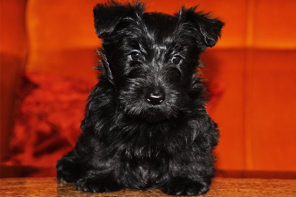 Black Scottish Terrier Puppy image