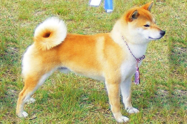 Shiba Inu colors