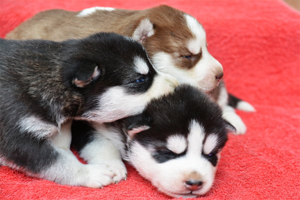 Siberian Husky Puppies picture