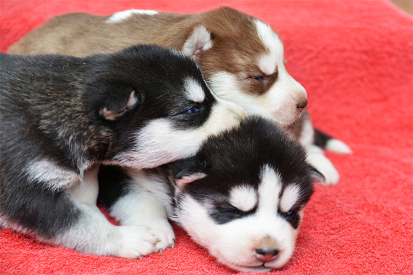 Sibirischer Husky farben