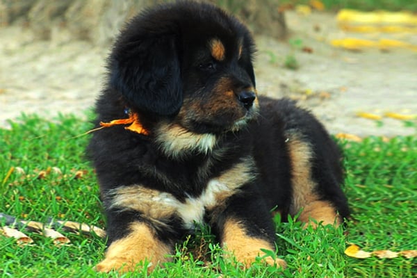 Black and Tan Tibetan Mastiff Puppy image