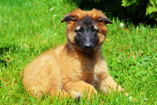 Pastor Belga Tervuren colores