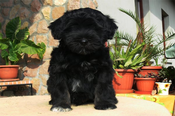 Black Tibetan Terrier Puppy picture