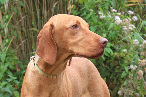 Vizsla colors