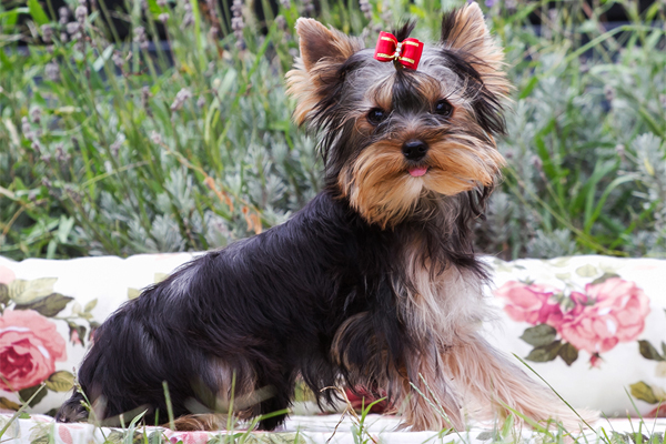 Yorkshire Terrier colores