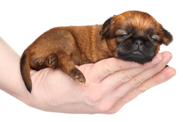 Red Brussels Griffon Puppy image