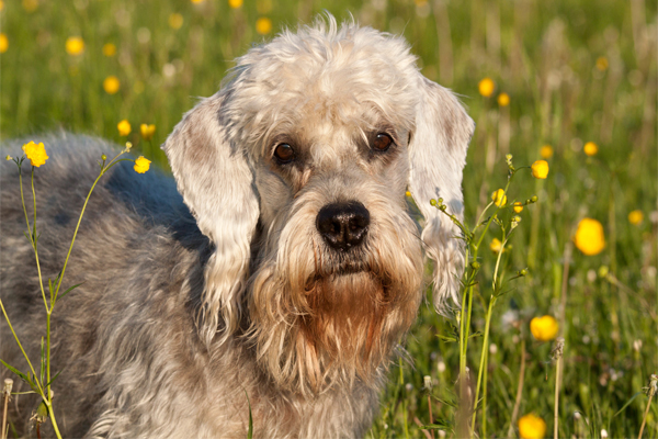 Dandie Dinmont Terrier colors