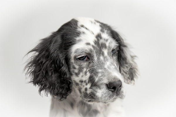 White with markings English Setter Puppy image