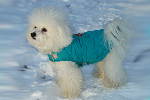 Bichon Frise coat