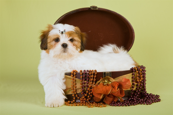 Lhasa Apso Puppy picture