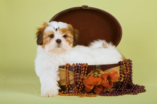 Lhasa Apso colores