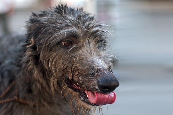 Schottischer Hirschhund farben