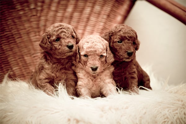 Toy Poodle Puppies picture