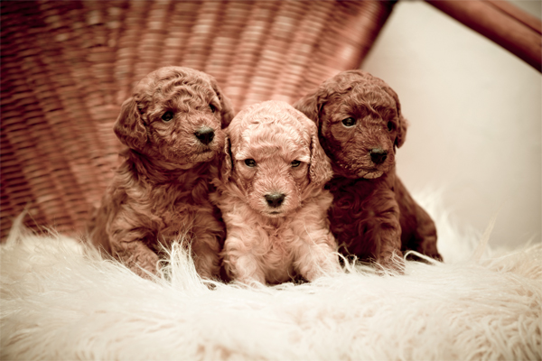 Toy Poodle colors