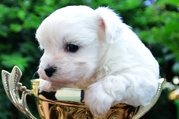 White Bolognese Puppy picture