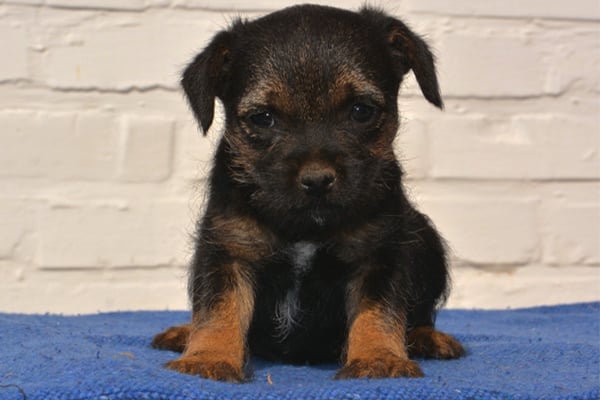 Black and Tan Border Terrier Puppy image