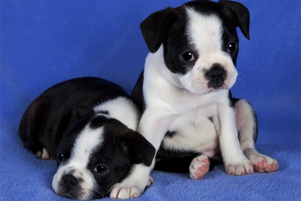 Boston Terrier Puppies picture