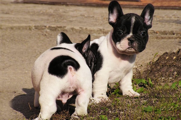 White with Black marking French Bulldog Puppies picture