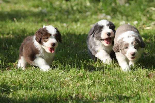 Black and White Bearded Collie Puppies picture