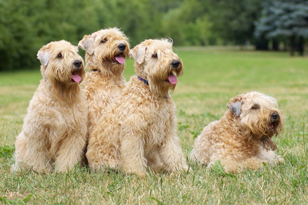 Soft Coated Wheaten Terrier colores