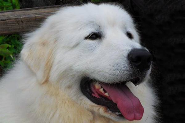 Great Pyrenees colors