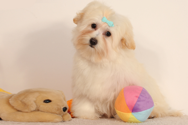 Havanese colors