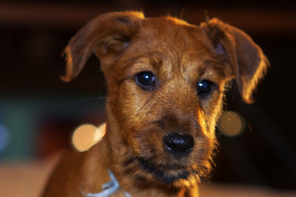 Red Irish terrier Puppy image