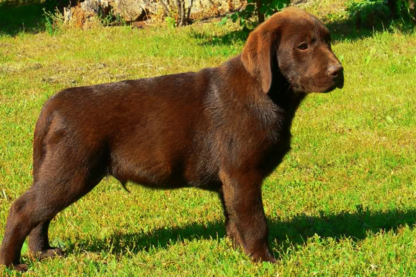 Labrador Retriever colors