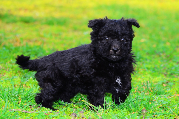 Black Pumi Puppy picture