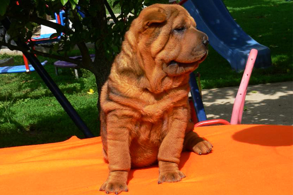 Sharpei farben