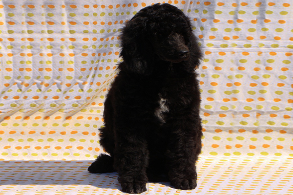Black Standard Poodle Puppy image