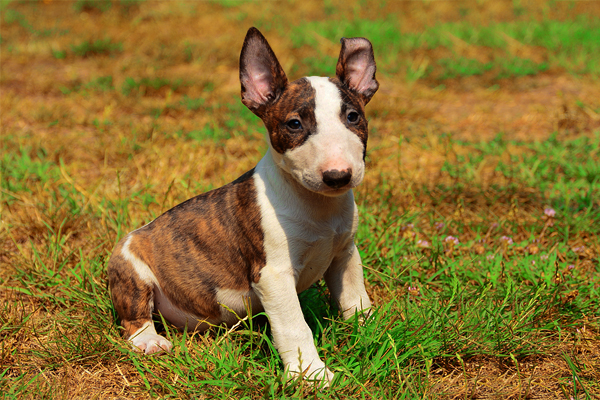 Bullterrier farben