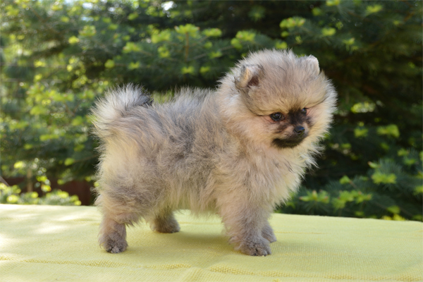 Pomerano colores