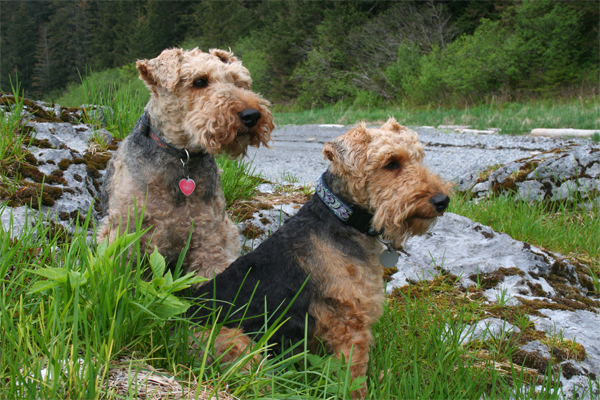 Welsh Terrier colors