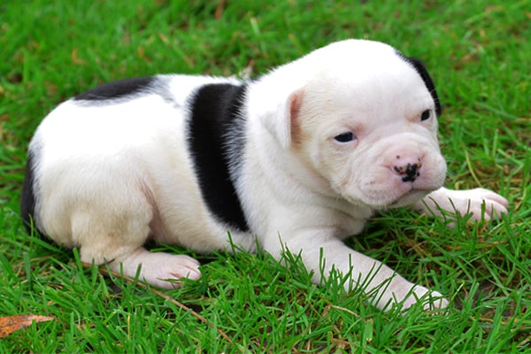 White with marking American Bulldog picture