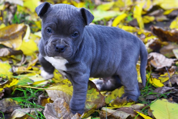 Black and White American Staffordshire Terrier Puppy picture