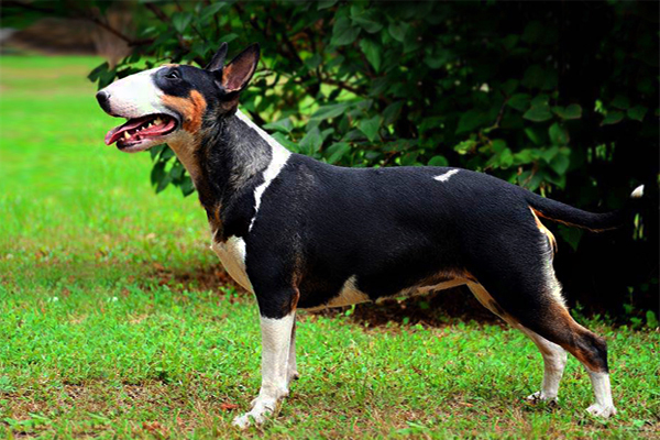 pelaje del Bull Terrier