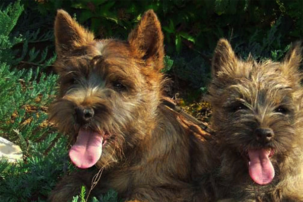 Cairn-Terrier Mantel