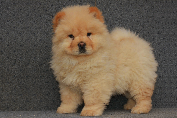 Chow Chow coat