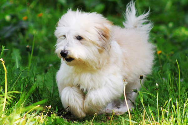 Coton de Tulear coat